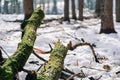 Old fallen mossy tree in a forest. Broken tree trunk after thunderstorm in the park