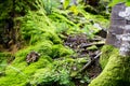 Old fallen mushroom under the moss covered tree trunks Royalty Free Stock Photo