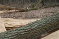 Old fallen oak tree in forest Royalty Free Stock Photo