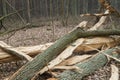 Old fallen oak tree in forest Royalty Free Stock Photo