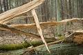 Old fallen oak tree in forest Royalty Free Stock Photo