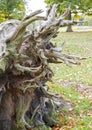Old fallen tree Royalty Free Stock Photo