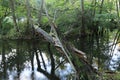 An old fallen tree across a small quiet stream in the forest Royalty Free Stock Photo