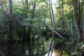 An old fallen tree across a small quiet stream in the forest Royalty Free Stock Photo