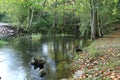 An old fallen tree across a small quiet stream in the forest Royalty Free Stock Photo