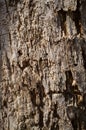 Old Fallen Tree Bark or Rhytidome Texture Detail