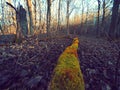 Old fallen tree covered with moss in the woods Royalty Free Stock Photo