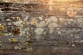 Old fallen tree covered with white moss, background