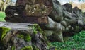 Old fallen tree in the forest with thick stump and green moss Royalty Free Stock Photo