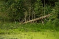 An old fallen tree lies on the surface of the river, summer forest landscape Royalty Free Stock Photo