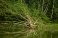 An old fallen tree lies on the surface of the river, summer forest landscape Royalty Free Stock Photo