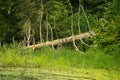 An old fallen tree lies on the surface of the river, summer forest landscape Royalty Free Stock Photo