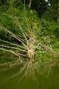An old fallen tree lies on the surface of the river, summer forest landscape Royalty Free Stock Photo