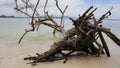 AN OLD FALLEN TREE LYING ON THE BEACH GIVES THE ACCENTUATION OF THE BEAUTY OF THE BEACH Royalty Free Stock Photo