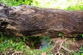 old fallen tree with natural marks on the trunk Royalty Free Stock Photo