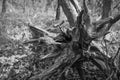 Old fallen tree roots in forest black and white Royalty Free Stock Photo