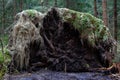 Old fallen tree with root and moss Royalty Free Stock Photo