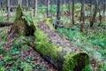 Old fallen tree stump in green moss in forest Royalty Free Stock Photo