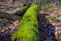 Old fallen tree trunk covered with green moss in autumn forest Royalty Free Stock Photo