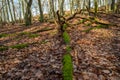 Old fallen tree trunk covered with green moss in autumn forest Royalty Free Stock Photo