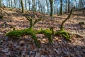 Old fallen tree trunk covered with green moss in autumn forest Royalty Free Stock Photo