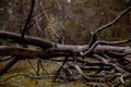 Old fallen tree trunk in a pine forest on moss Royalty Free Stock Photo