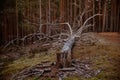 Old fallen tree trunk in a pine forest on moss Royalty Free Stock Photo