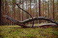 Old fallen tree trunk in a pine forest on moss Royalty Free Stock Photo