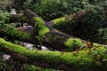 Old fallen tree trunks covered with green moss. Royalty Free Stock Photo