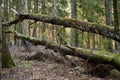 An old fallen tree in the woods.Fallen tree Royalty Free Stock Photo