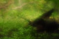 Old fallen trees among forest plants