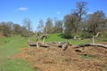 Old fallen trees in the Kent countryside