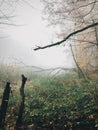 Old fallen trees with moss in foggy autumn woods near lake in cold autumn morning. Mist  in forest. Tranquil moment. Hello fall. Royalty Free Stock Photo