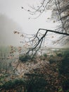 Old fallen trees with moss in foggy autumn woods near lake in cold autumn morning. Mist  in forest. Tranquil moment. Hello fall. Royalty Free Stock Photo