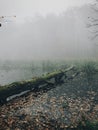 Old fallen trees with moss in foggy lake in autumn woods in cold morning. Mist in autumn forest. Tranquil moment. Hello fall. Royalty Free Stock Photo