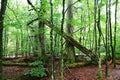 Old fallen trees remain in the Bavarian Forest National Park Royalty Free Stock Photo