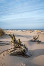 Old fallen trees in the sand by the shore of the Baltic Sea near Carnikava, Latvia Royalty Free Stock Photo