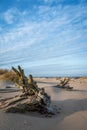 Old fallen trees in the sand by the shore of the Baltic Sea near Carnikava, Latvia Royalty Free Stock Photo