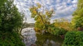 Old fallen uprooted trees in water of pond in summer