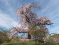 An old famous ancient cherry blossom tree at Maruyama Park in Ky Royalty Free Stock Photo