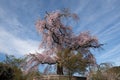 Starý slavný starobylý třešeň květ strom na 