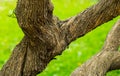 Old fantastic twisting tree trunk with a brown bark