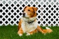 Old farm dog sitting on grass with a white lattice background