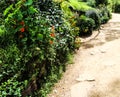 Old farm gate and path in new Zealand Royalty Free Stock Photo