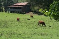 Old Farm House Royalty Free Stock Photo