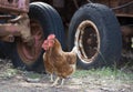 Old farm machinery with chooks Royalty Free Stock Photo