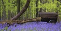 Old farm machinery in vibrant bluebell Spring forest landscape Royalty Free Stock Photo