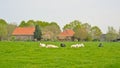 Old farm with meadow with cows in the Flemish countryside