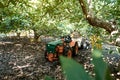 An old farm truck in a organic avocado plantation