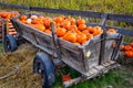Old farm wagon full of orange pumpkins Royalty Free Stock Photo